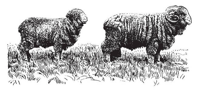 美国美利奴羊是北美的一种主要类型的利奴羊, 老式线条画或雕刻插图
