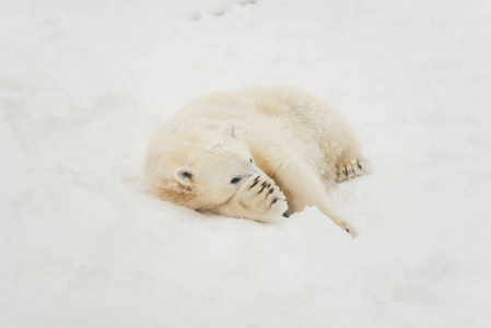 白北极熊在雪林卧眠