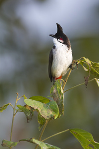 红胡子鹎鸟在尼泊尔图片