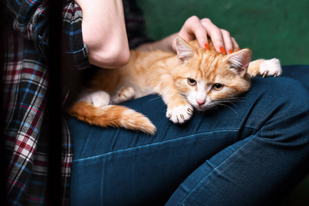 小猫在女孩的手中照片