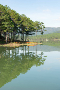 松树森林海岛反射在湖与新鲜空气和自然, 版本全景