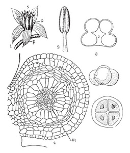 图片显示了被子植物的花朵和孢子叶, 复古线条画或雕刻插图