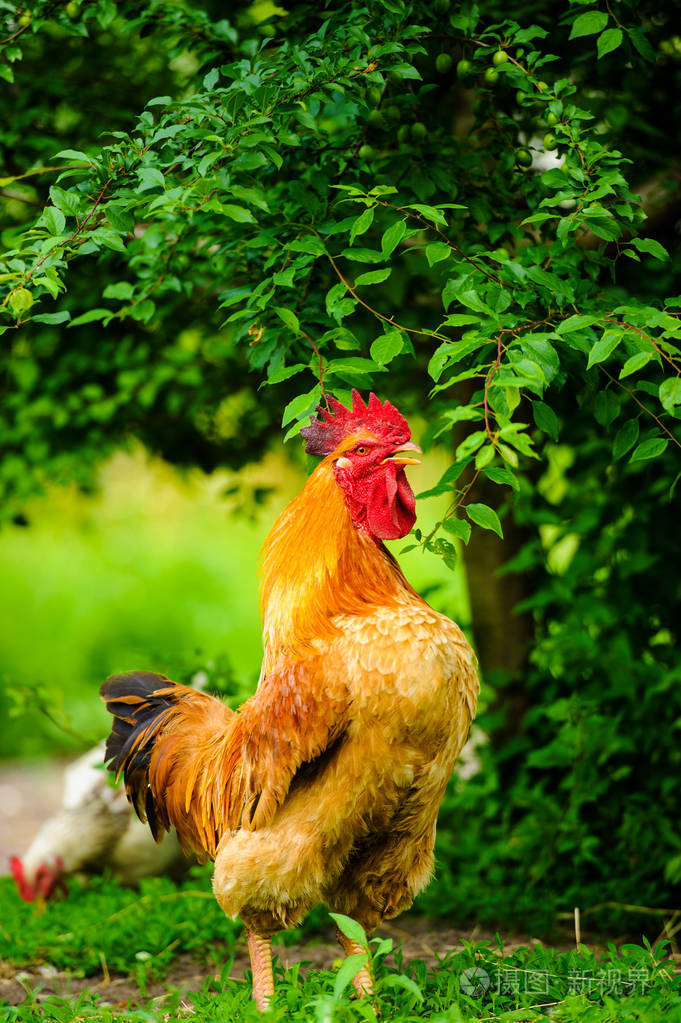 红公鸡.公鸡, 乡村乡村图片在阳光明媚的日子里