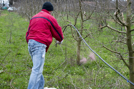 人类的手在播种肥料。处理苹果果园的重要步骤
