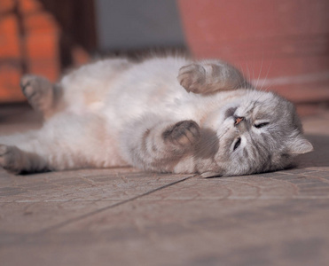懒可爱的猫躺在阳光下玩耍