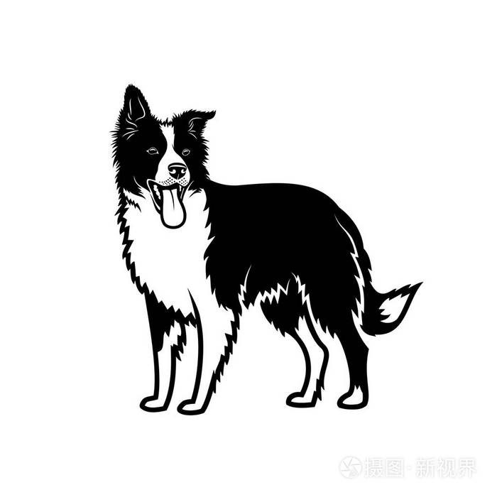 白色背景的黑白相间颜色的纯种牧羊犬