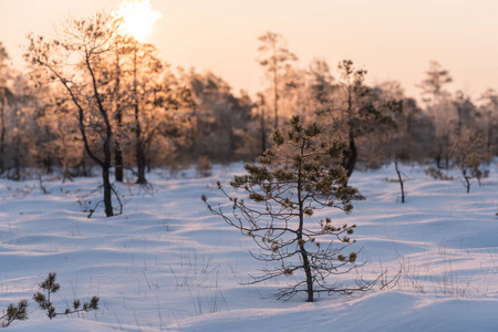 美丽的日出在冬天, 阳光 trought 树木, 下雪, 寒冷的自然