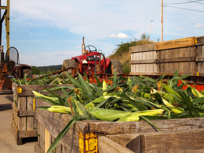 玉米和农场的拖拉机