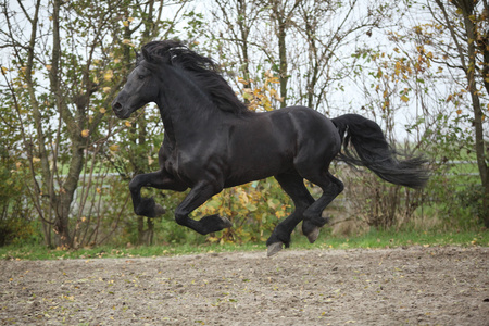 完善 friesian 种马飞行