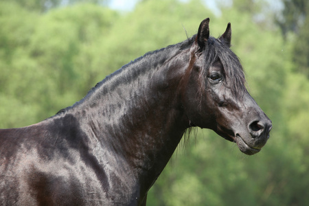 黑 hispanoarabian 马