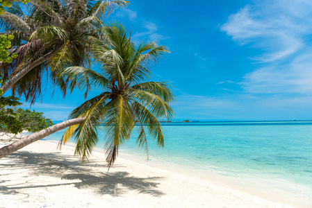 棕榈树椰子树在白色沙滩在马尔代夫热带天堂岛, 世界上最美丽的海滩
