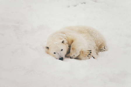 白北极熊在雪林卧眠