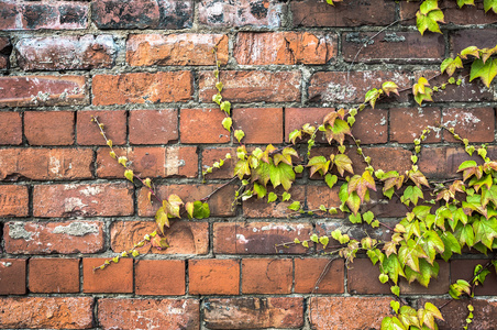 绿色的常春藤植物跨旧砖壁爬行