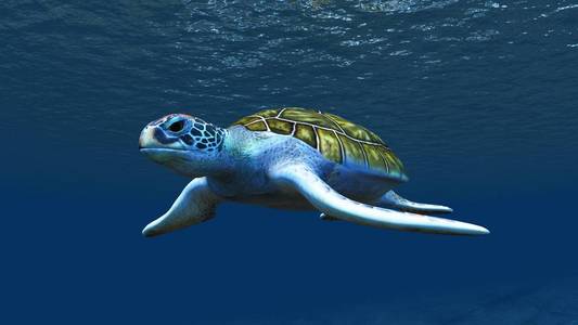 海龟3d 海洋 trutle Cg 渲染