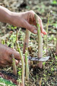 白芦笋在园林中的收获过程