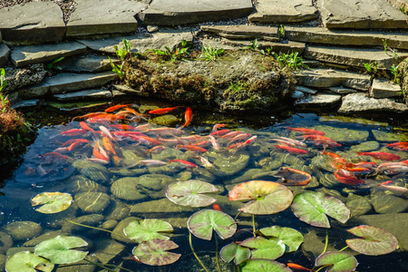 日本 Koifish 鲤鱼在鲤鱼池塘, Koicarp 在水湖