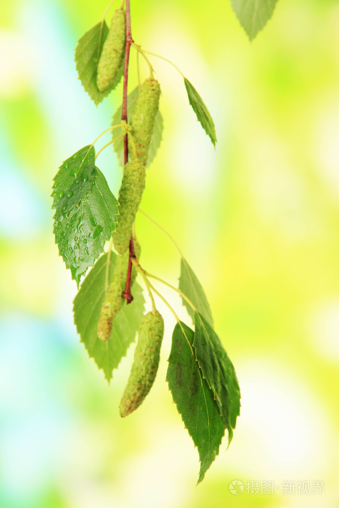 绿色白桦叶, 在绿色背景