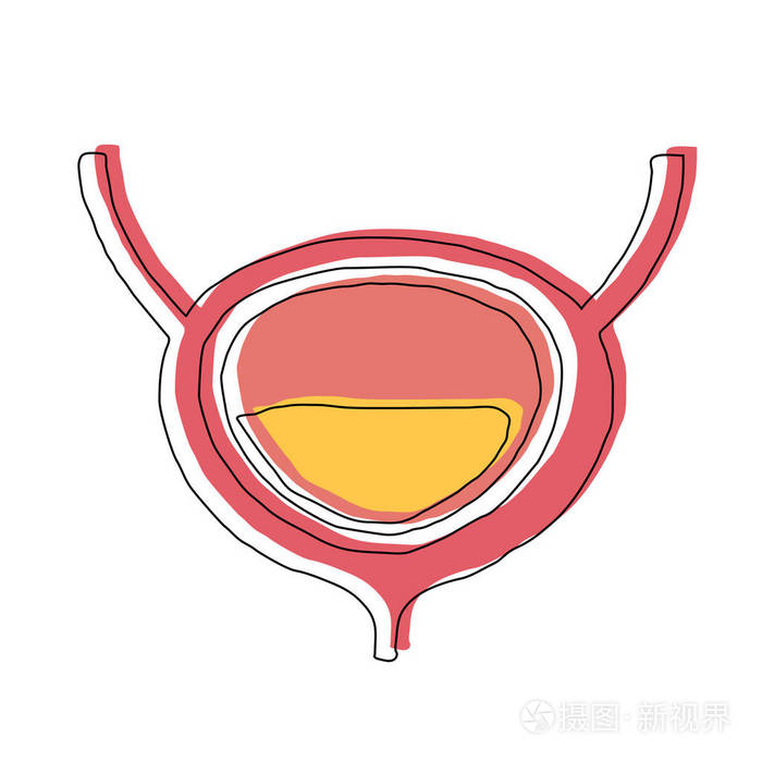 手绘彩色人膀胱.带偏移量的叠加打印.人体解剖学载体.自由的手型向量