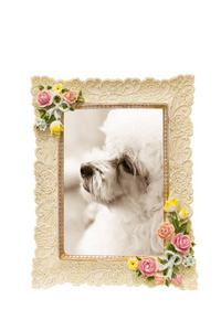 图像的框架与玫瑰纹理周围的边界, 白色和内部与小狗的照片