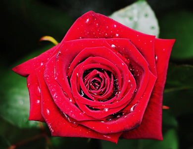 雨中的玫瑰红在青草的封闭下