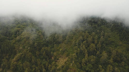 雾和云中的雨林。印度尼西亚, 巴厘岛