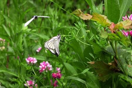 白色蝴蝶一起在花和一个在吵架