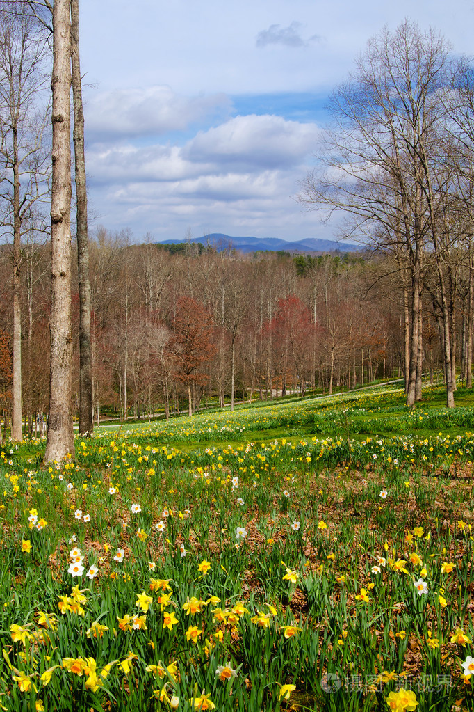 领域的早春开花的水仙