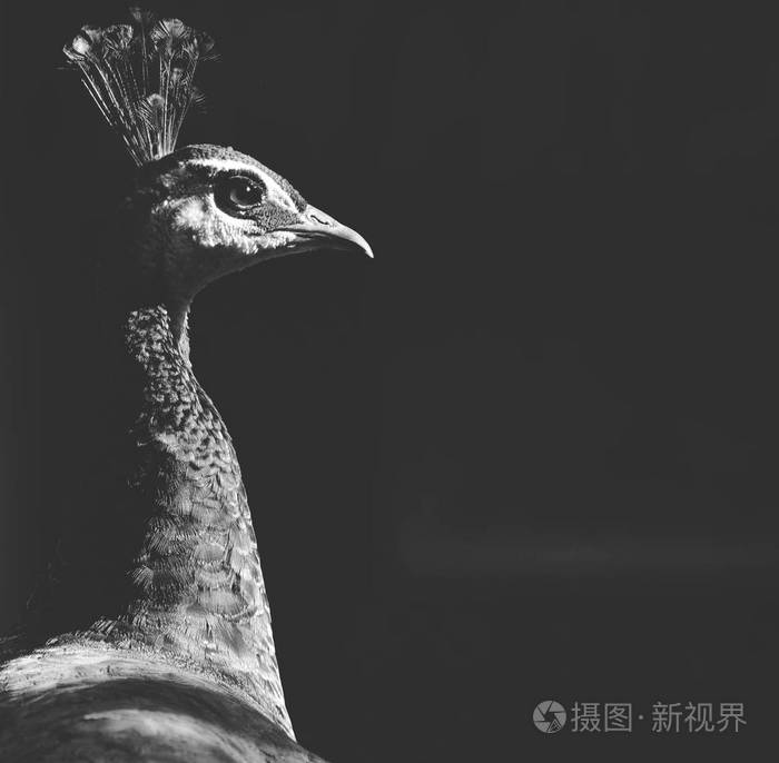 孔雀肖像黑色和白色哑光色调