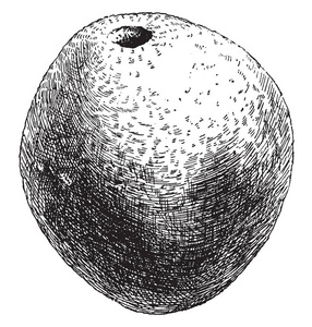 这是一棵落叶树的果实。它是可食用的, 有坚硬的木本果皮, 复古线条画或雕刻插图