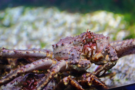 海胆碰珊瑚鱼, 海胆和螃蟹, 河豚和星星, 以及其他居民的温暖珊瑚礁