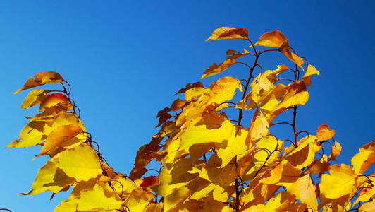 在蓝天背景的黄色叶子的树