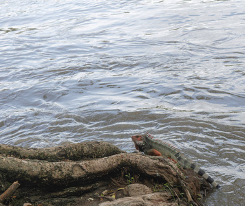 鬣蜥在河边休息