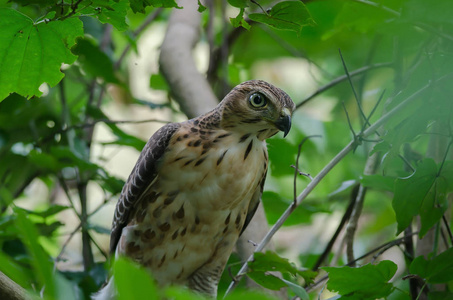 冠苍鹰在自然 鹰 trivirgatus, Thailan