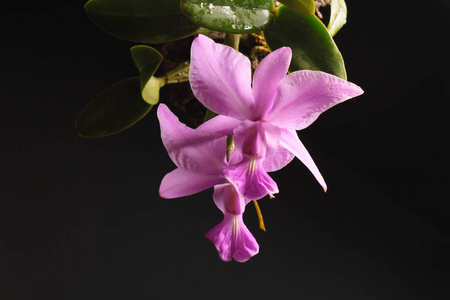 三向卡特卡特兰 walkeriana 经济部智慧财产局的兰花照片