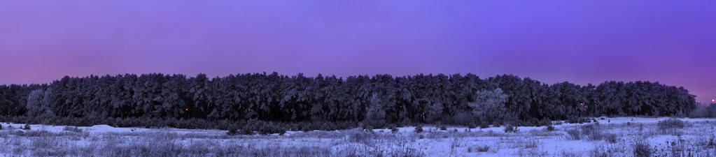 日落后冰冻的松树森林全景蓝色