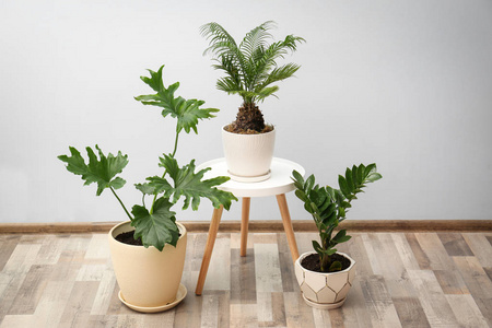 热带植物与室内轻质墙的花盆