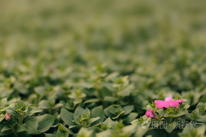 日光温室植物在春季生长的季节照片 正版商用图片074dvq 摄图新视界