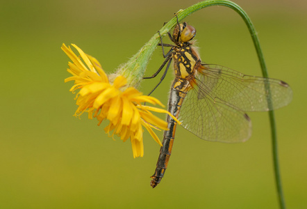 sympetrum 厄