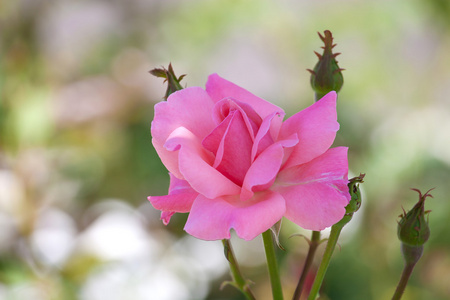 粉红色的玫瑰的特写