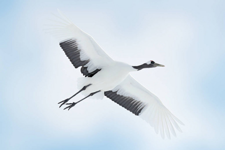 丹顶鹤夫妇图片