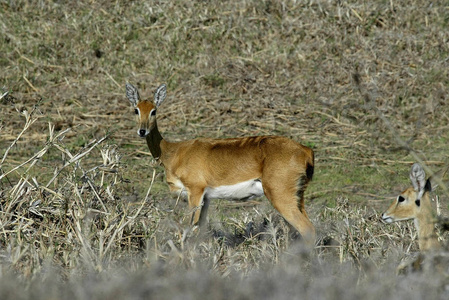 Steenbok, Raphicerus, 戈龙戈萨国家公园, Mozambiqu