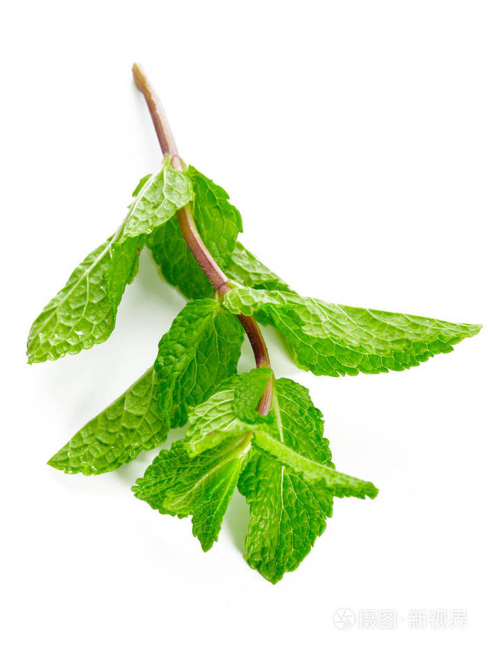 新鲜薄荷枝白色背景上孤立