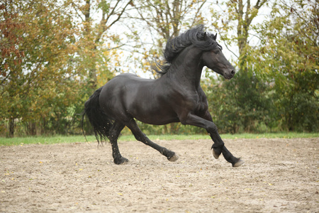 在秋天在沙子上运行的黑色 friesian 种马