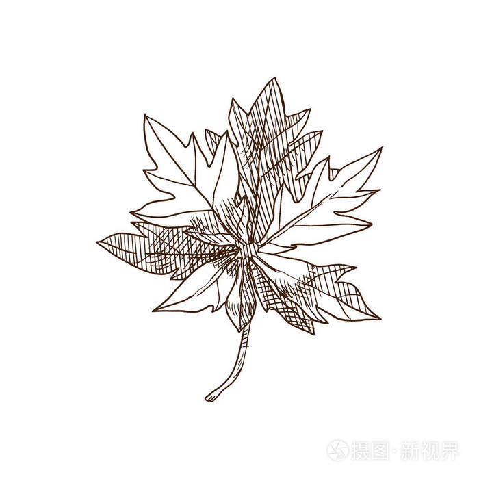 热带植物木瓜, 甜瓜木本, 水果, 有很多叶子插画-正版商用图片074i4k