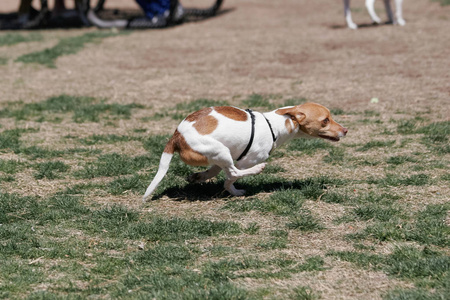 小猎犬狗在狗公园里奔跑