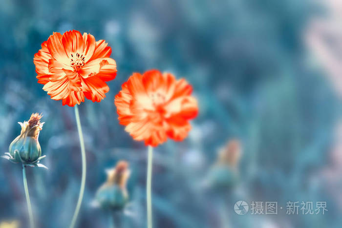 多彩波斯菊花海夏日风景背景照片 正版商用图片074ihe 摄图新视界 多彩波斯菊花海夏日风景背景照片 正版商用图片074ihe 摄图新视界