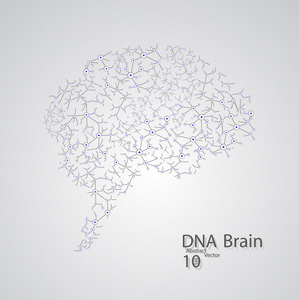 分子结构中脑的形式