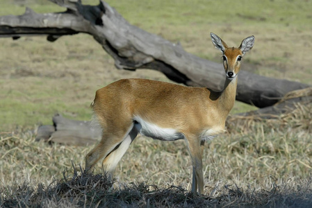 Steenbok, Raphicerus, 戈龙戈萨国家公园, Mozambiqu