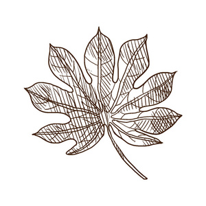 热带植物日本八角金盘, 一个美丽的叶子的观赏植物照片