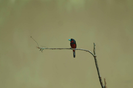 树枝上的黑与红 broadbill Cymbirhynchus macrorhynchos